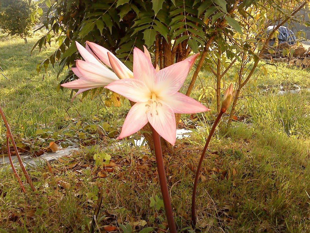 Pero Mira Lo Que Hay Aquí! Azucena