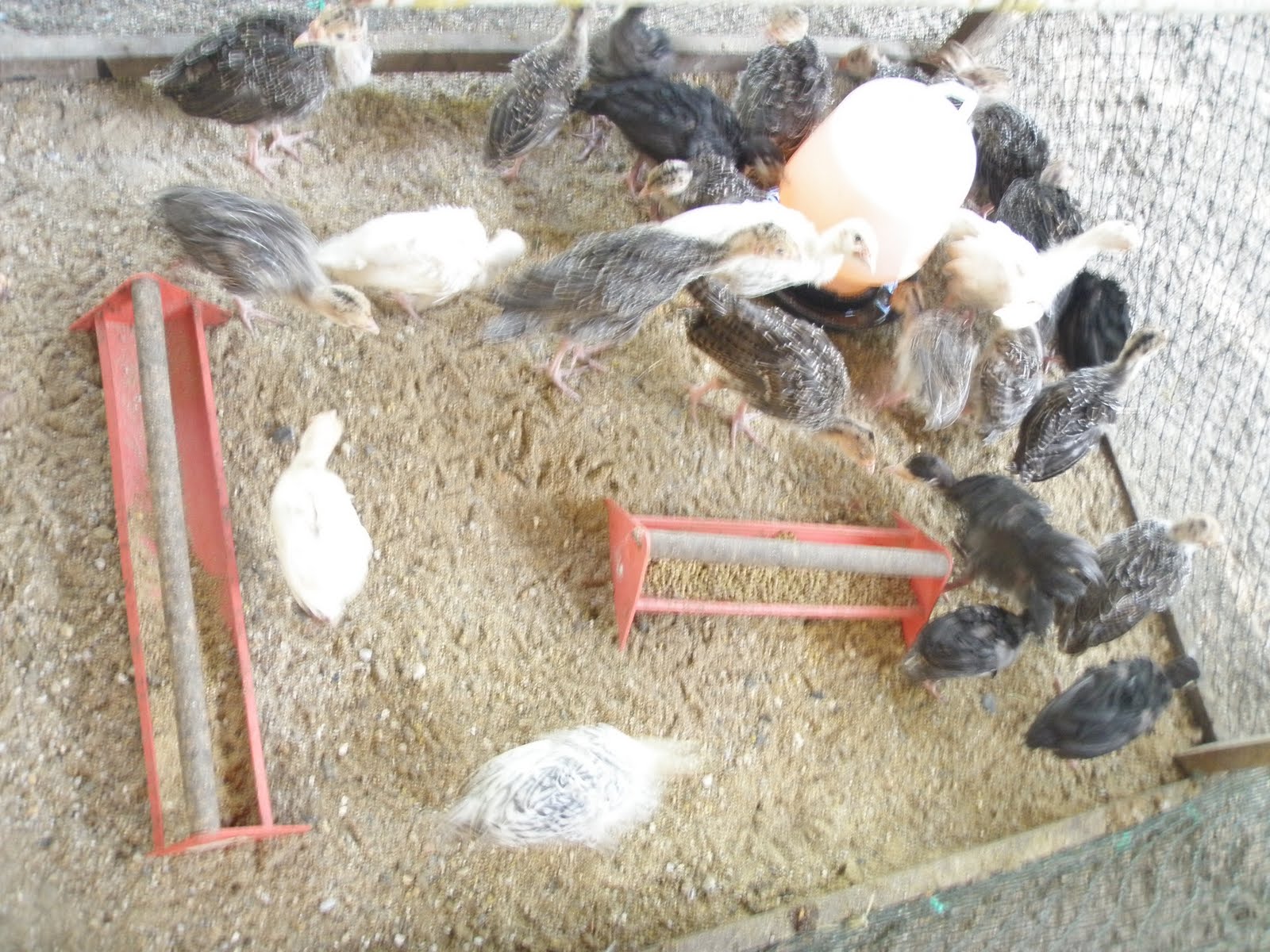 Ayam Piru aka Turkey: Jualan Anak Ayam Berumur sebulan