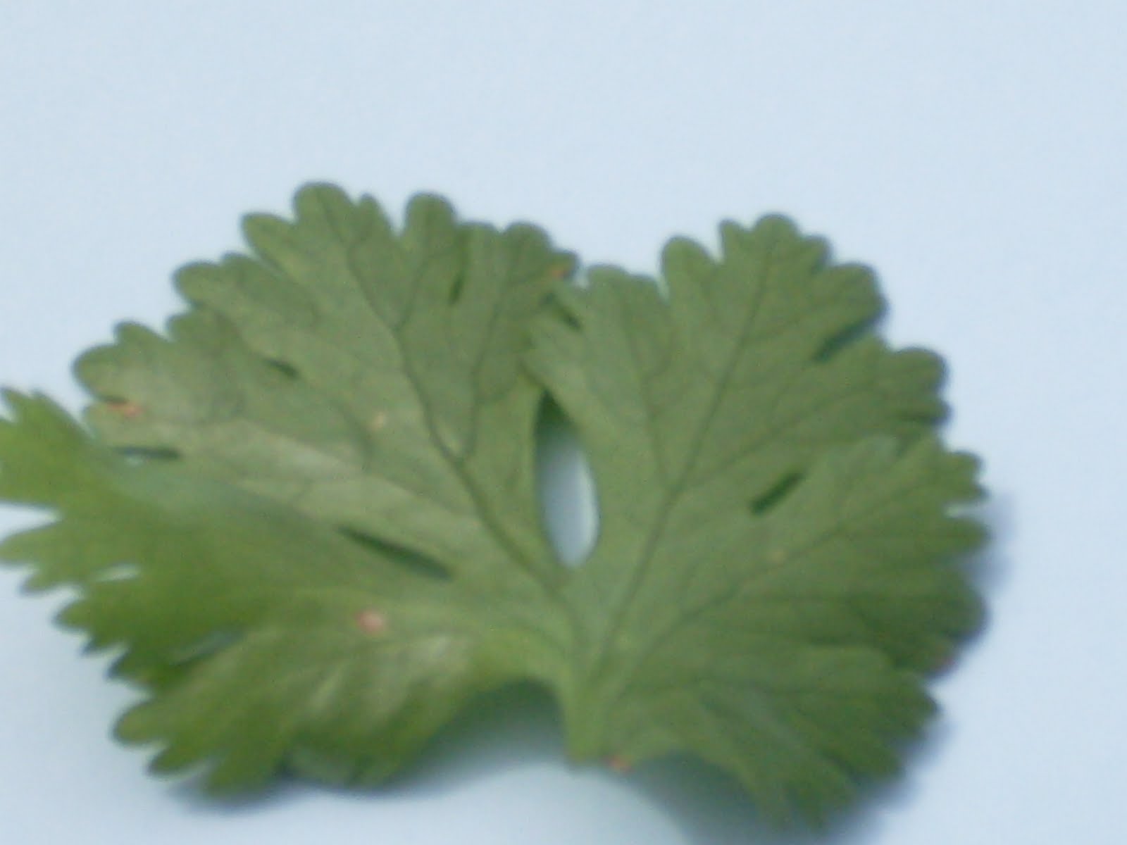 plantasalimenticias: cilantro