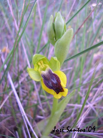 [ophrys+lutea.jpg]