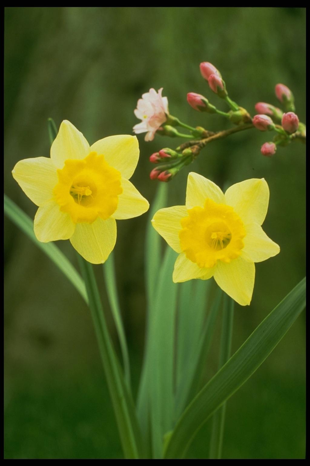 Daffodil: Make Their Spring Debut