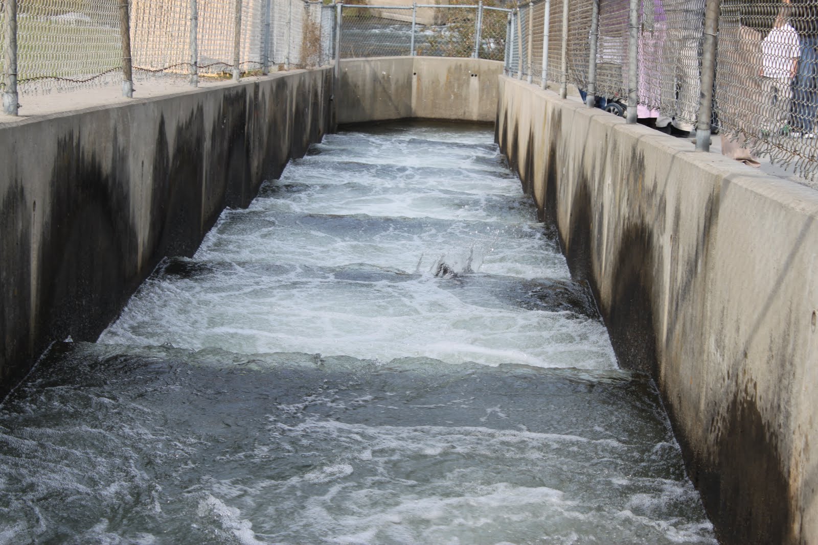 The Wilson Family Nimbus Fish Hatchery