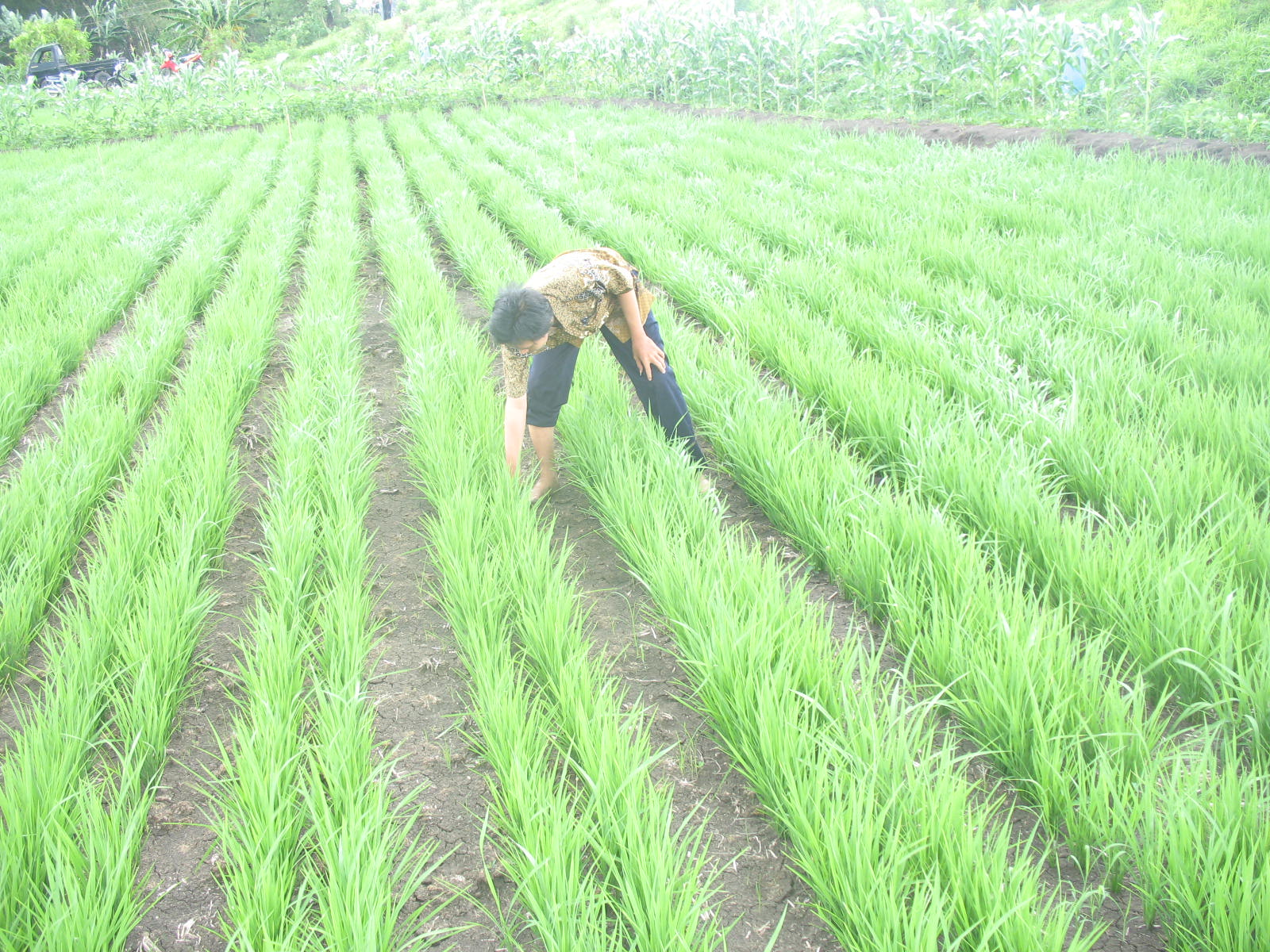 Gambar Tanam Padi Sistem Jajar Legowo