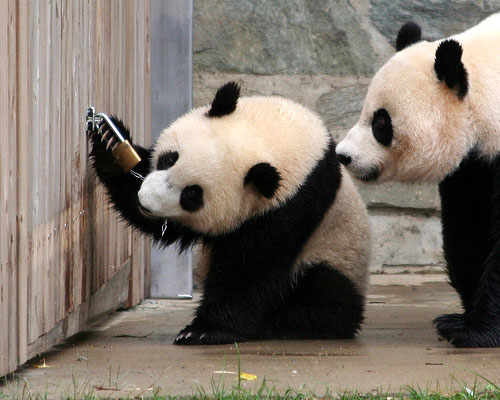 Panda scassinatori