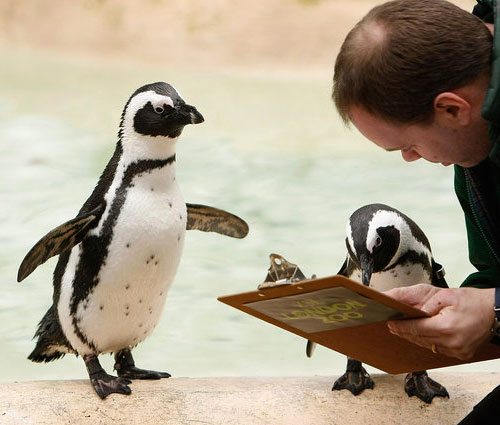 Pinguini cui stanno aumentando l'affitto
