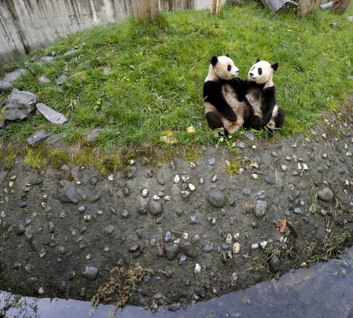 Panda amici
