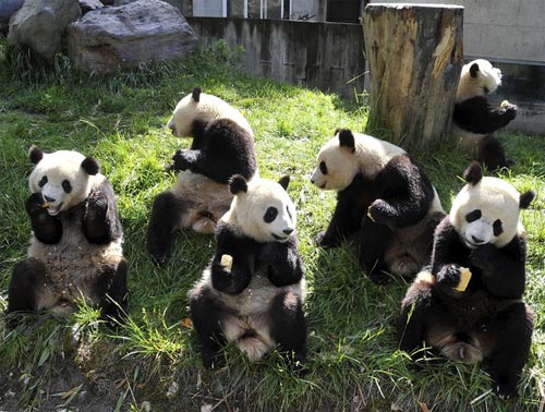 Panda in pausa