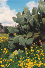 opuntia ficus-indica