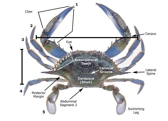 Blue Crab Description.