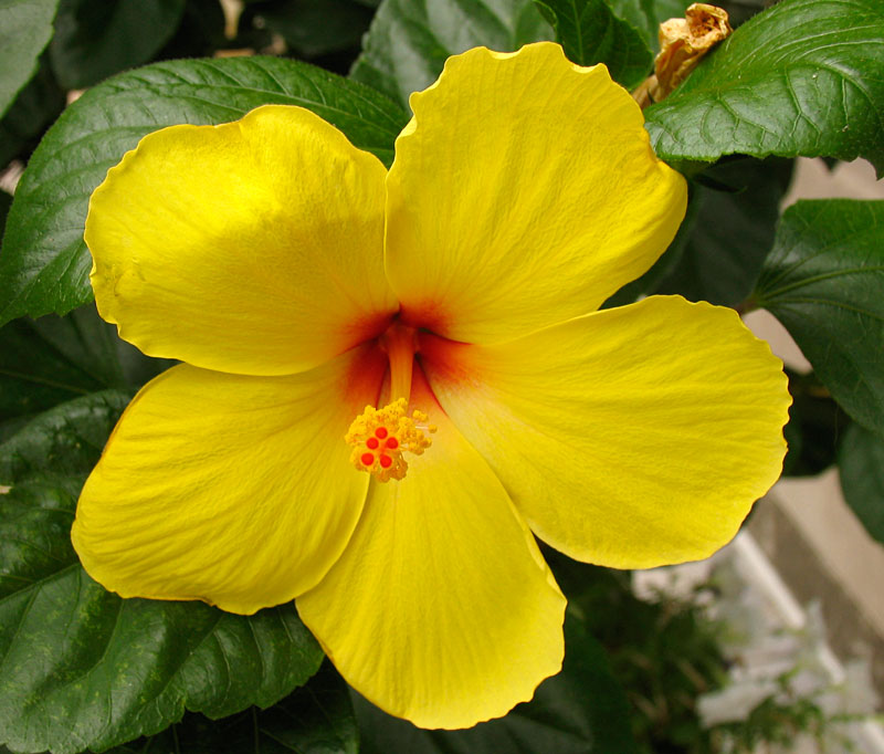 Poppular Photography Yellow Flower in Washington