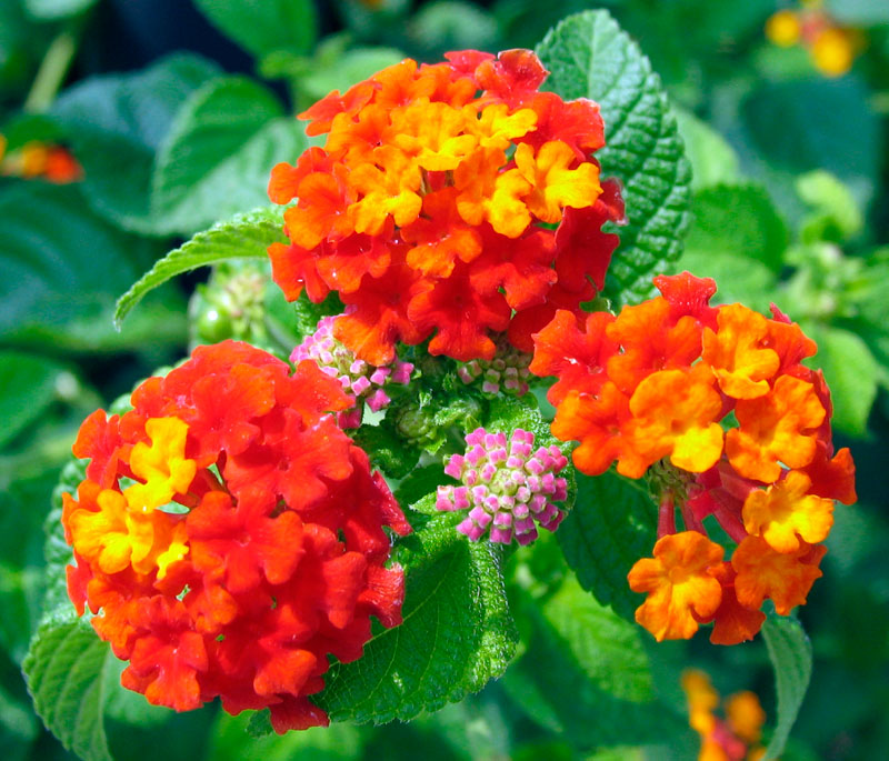 Poppular Photography Flower Cluster