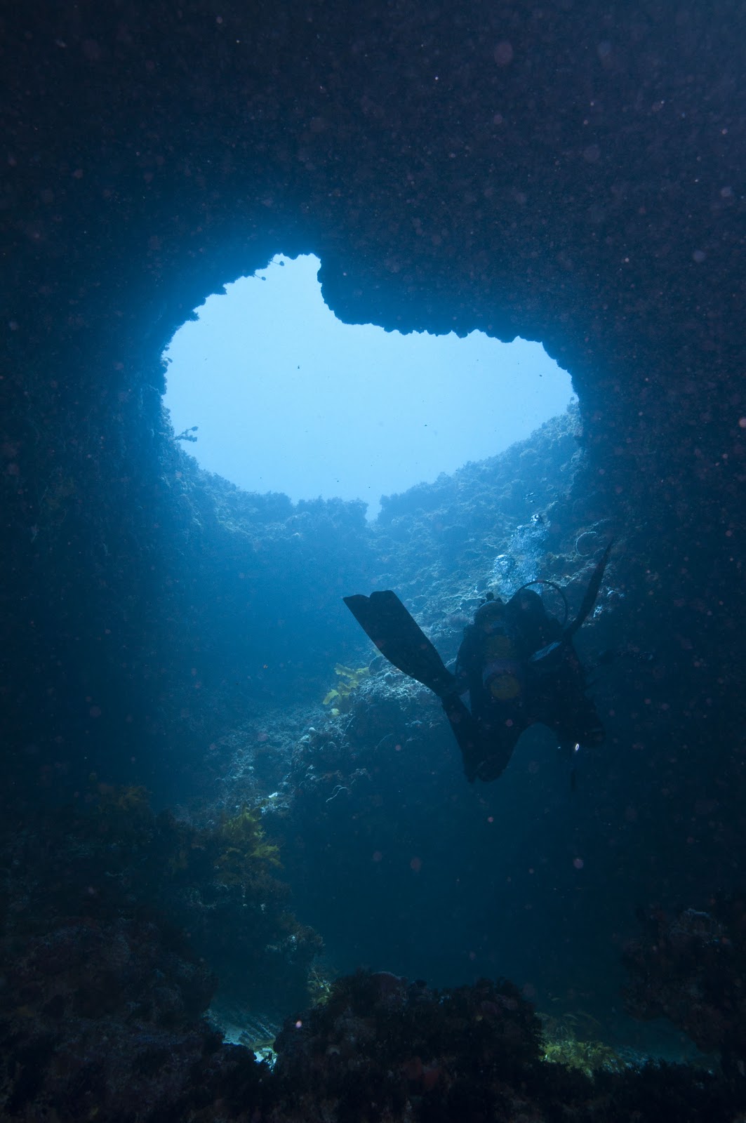 Over Down Under: Back in Perth - Rotto Dive