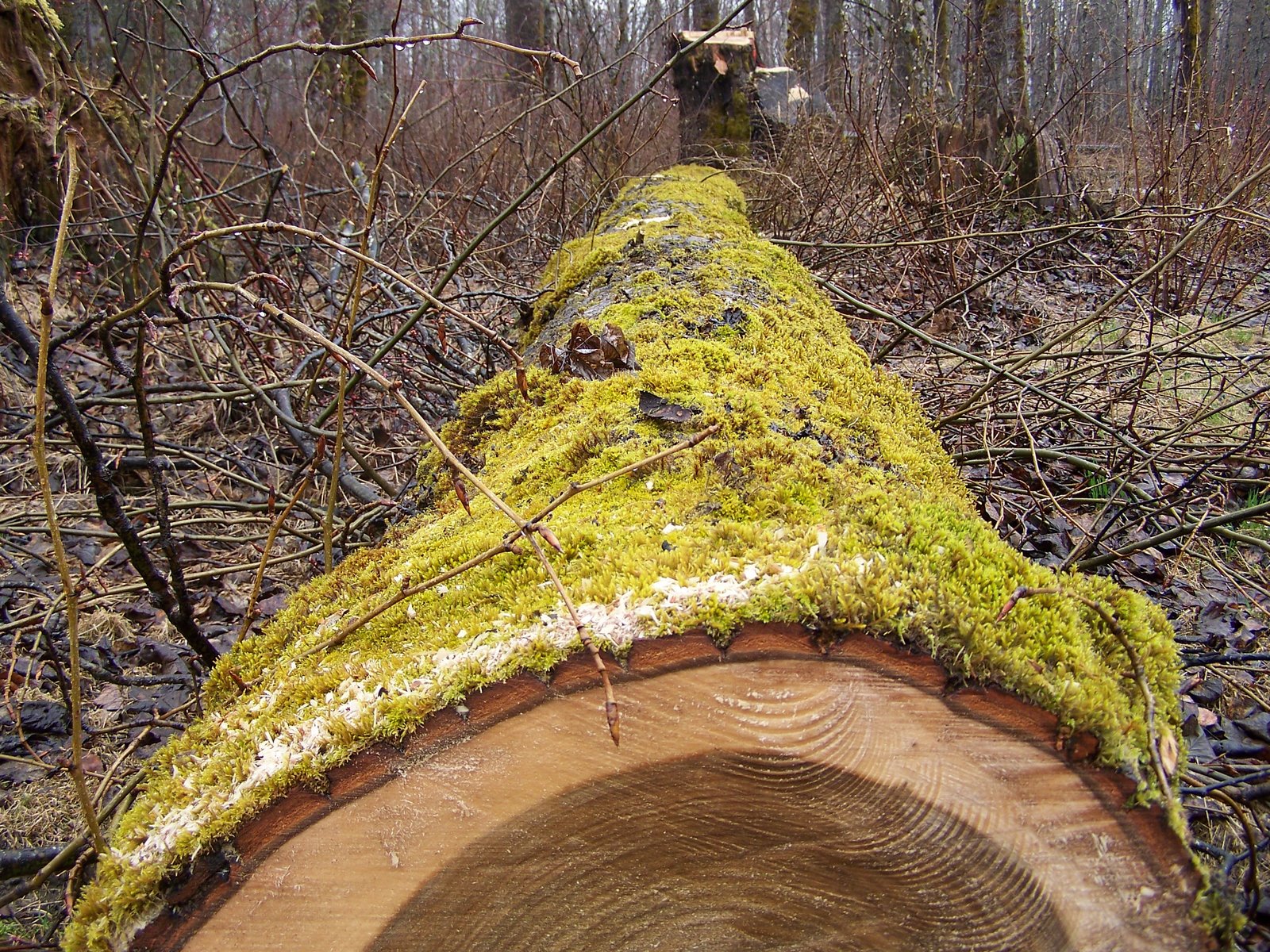 [mossy+tree.JPG]