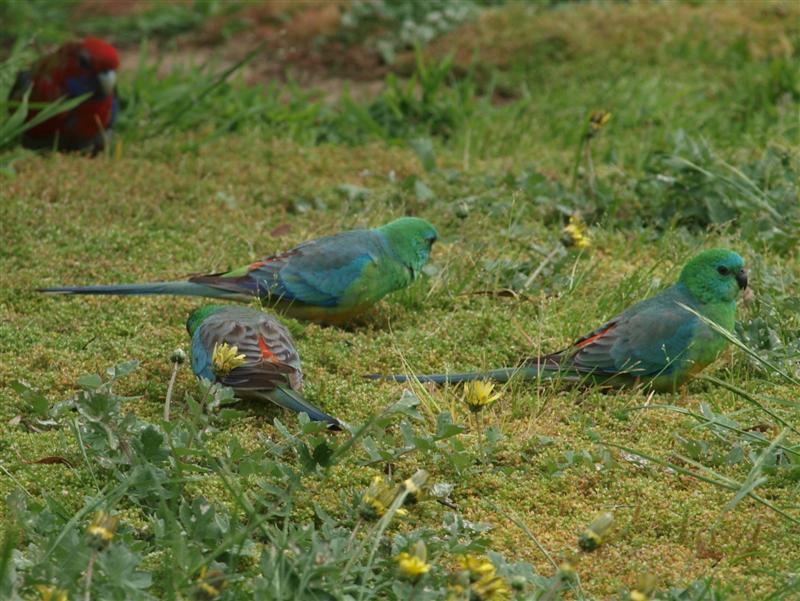 [Red-rumped+parrot+EH+(2).JPG]