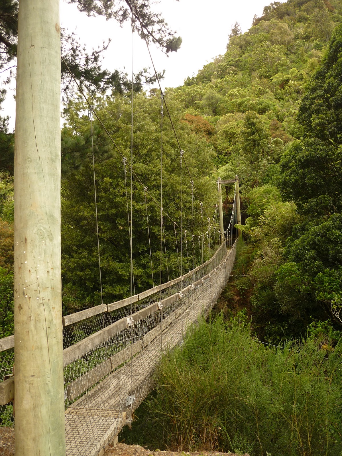 perette's news in NZ 2 Akatarawa forest