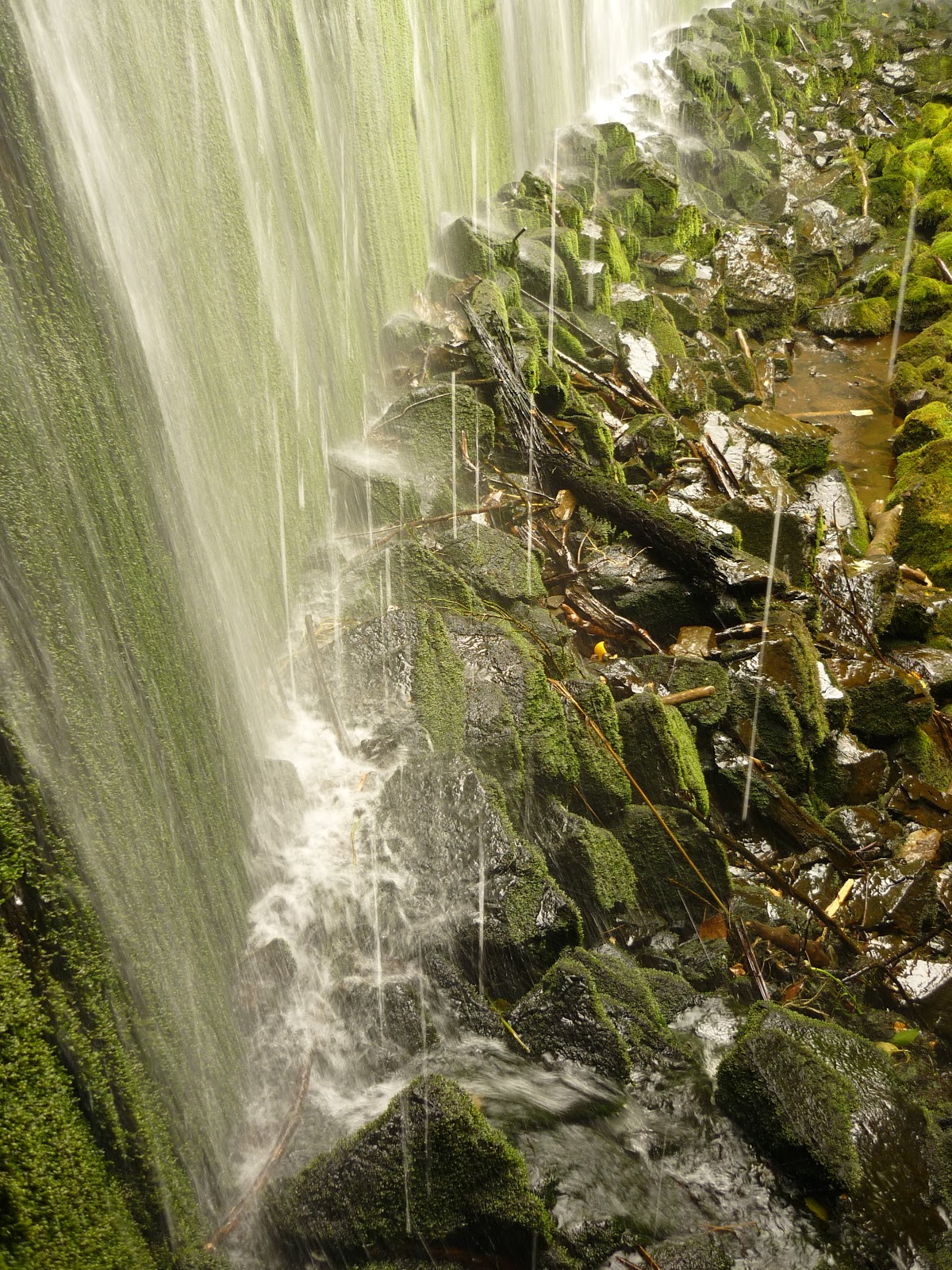 perette's news in NZ 2 Akatarawa forest