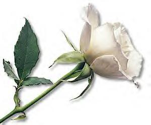 The White Rose: