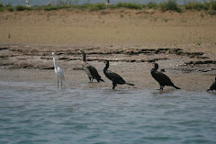 A Group of Cormorant