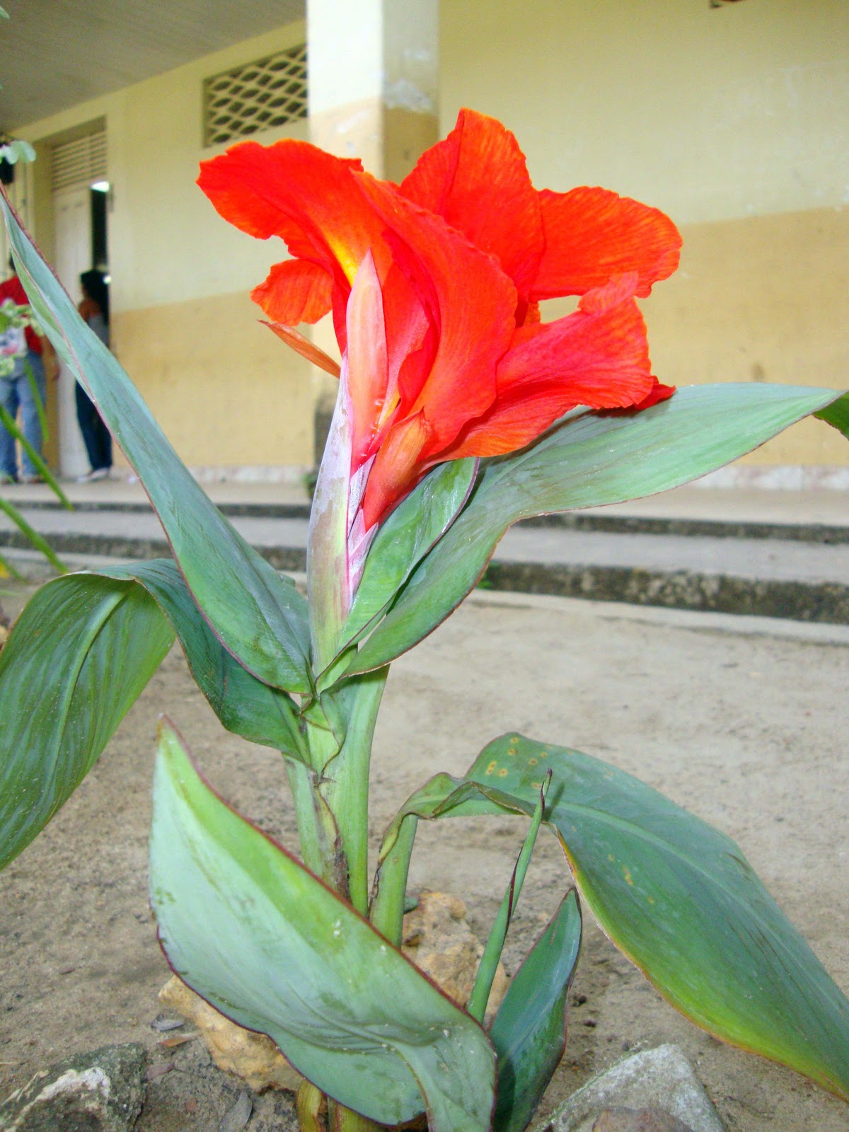 Para Que Serve O Chá Da Planta Cana Da India