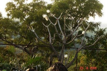 Árvore tortuosa do cerrado