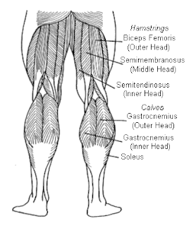 Semitendinosus semimembranosus анатомия