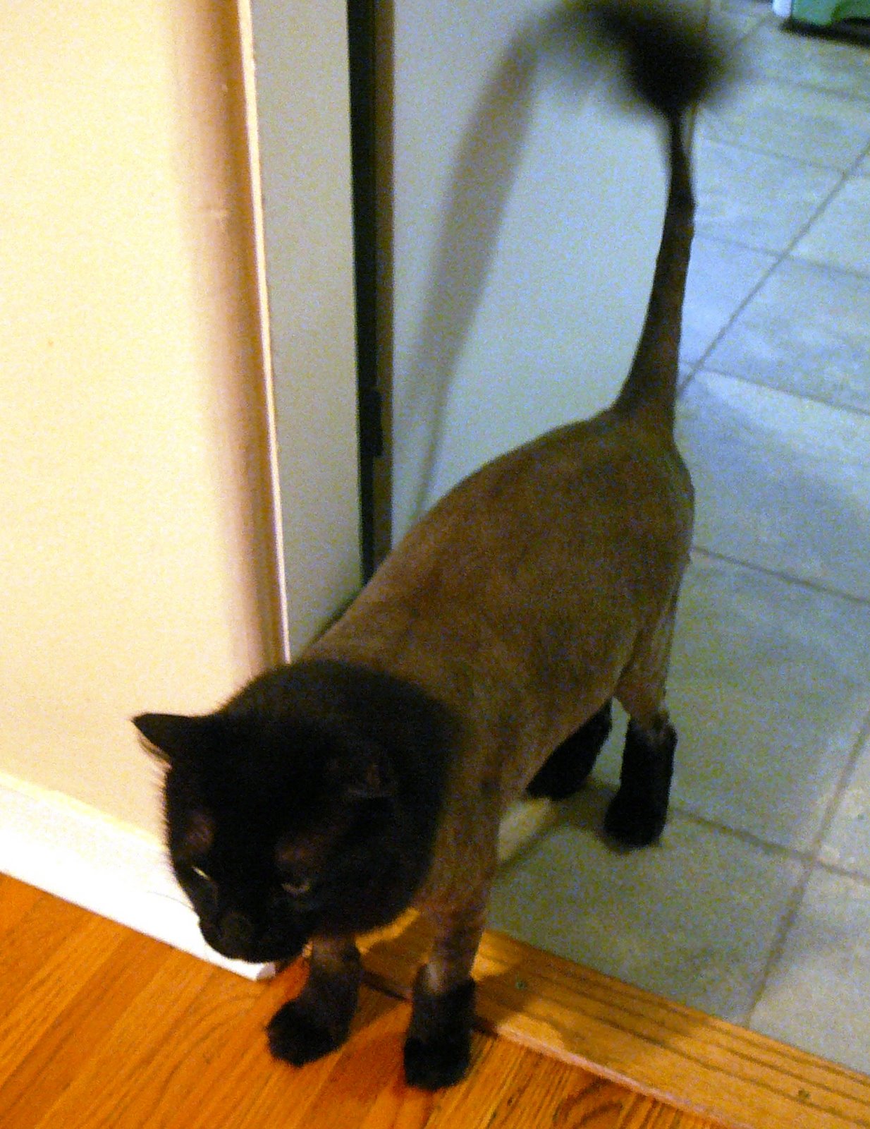 [Morris'_Haircut.JPG]