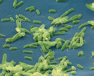 التاريخ Garlic bacteria.jpg