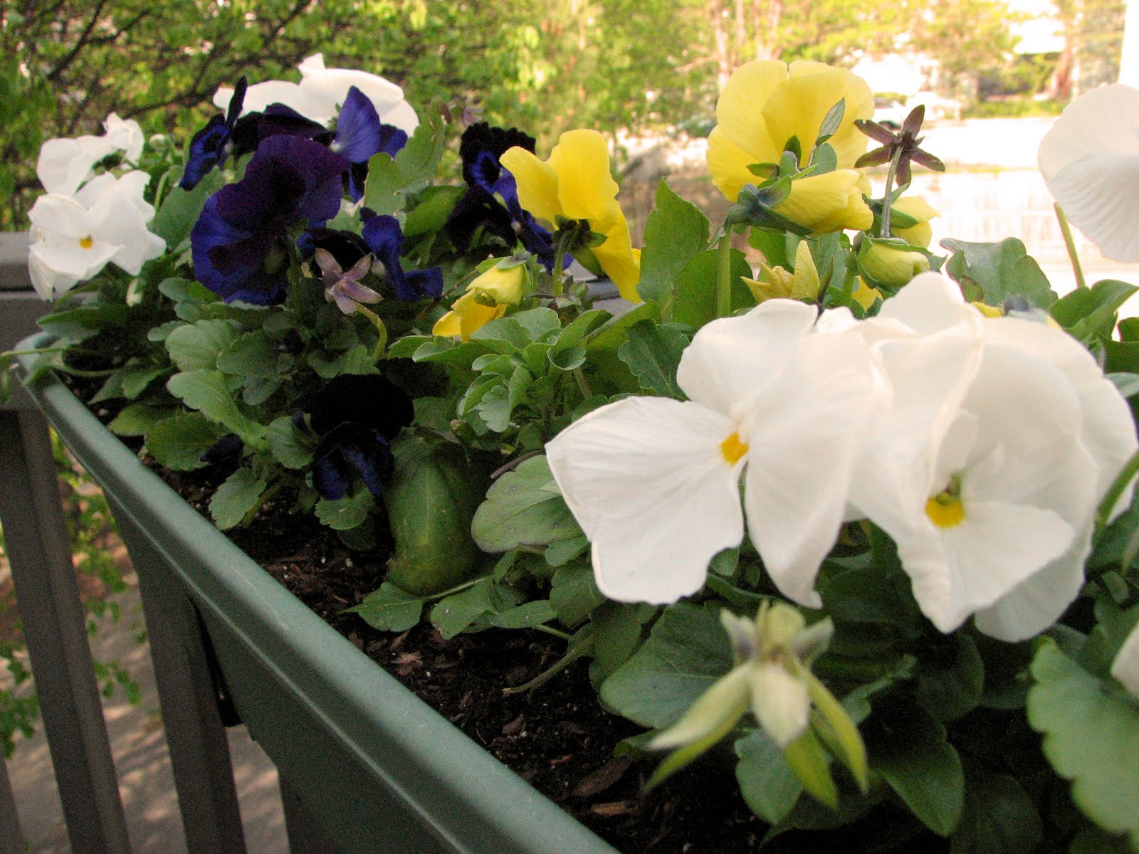 Red Pepper Flakes Flowers on the Deck Pansies & (super) Marigolds