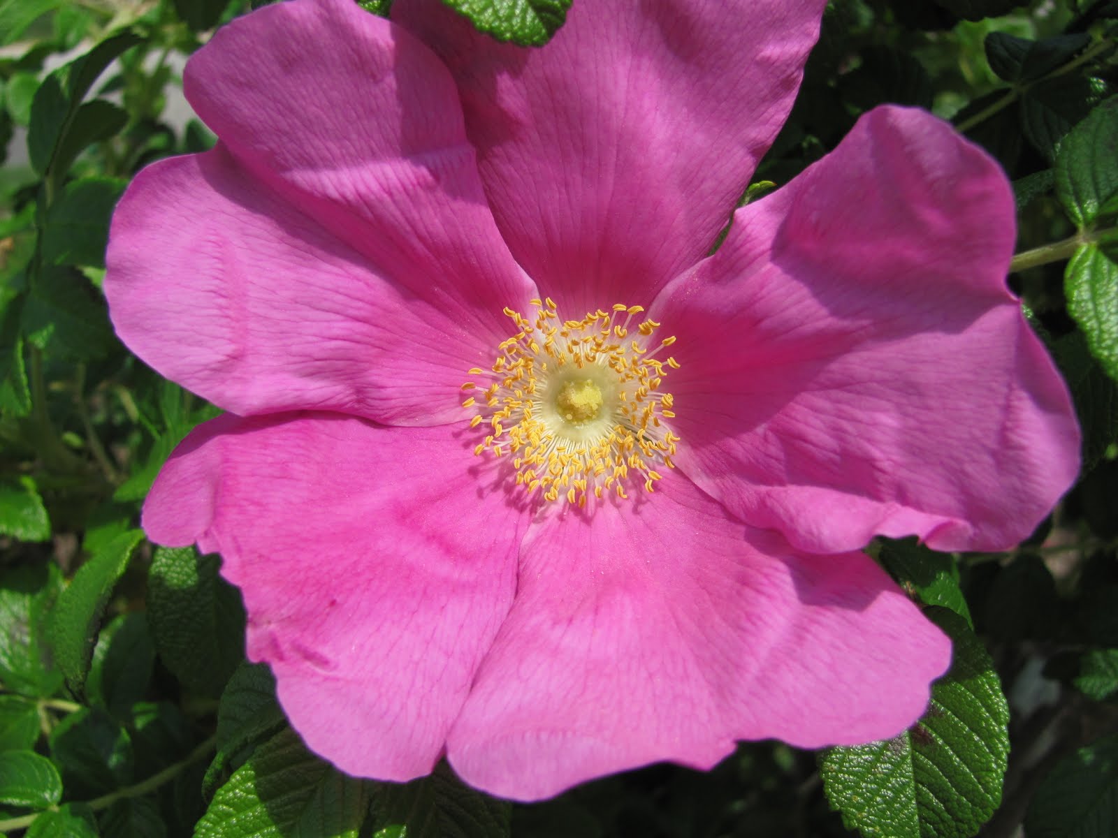 New York, Plants &amp; Other Stuff Rosa rugosa