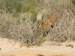 lark dunns dunn birds