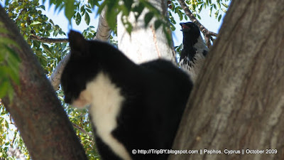 Кот и птица на дереве by TripBY.info
