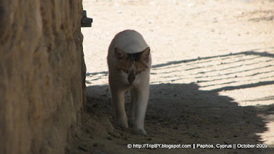 Коты Кипра by TripBY.info