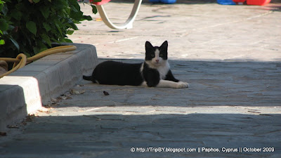 Коты Кипра by TripBY.info