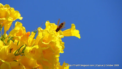 Пчела в полете by TripBY.info