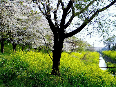 桜堤公園