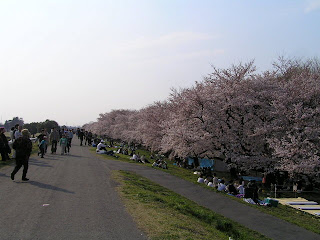 桜堤