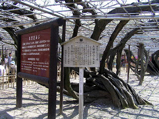 岡崎城の藤