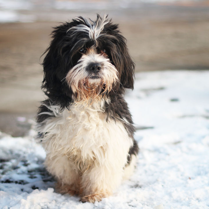 Denny Tibetan Terrier