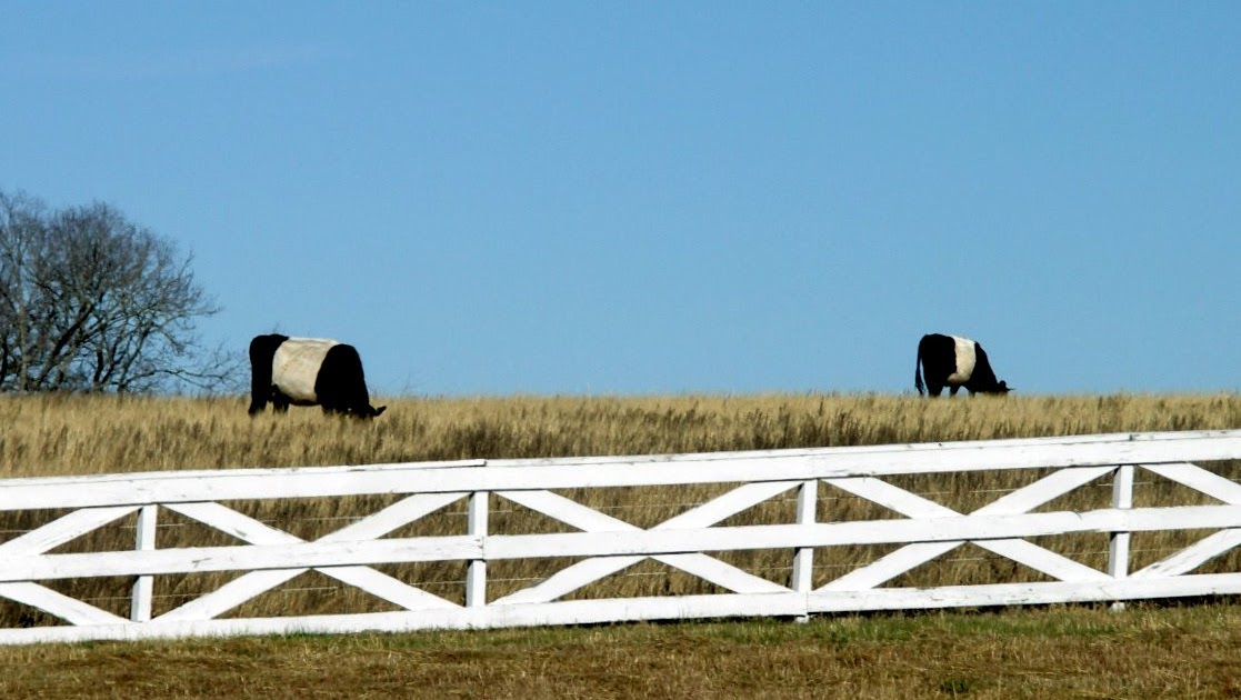 MY PHOTOGRAPHIC MEMORIES Oreo Cows in Brenham TX
