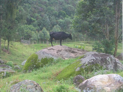 vaca escaladora nos três picos