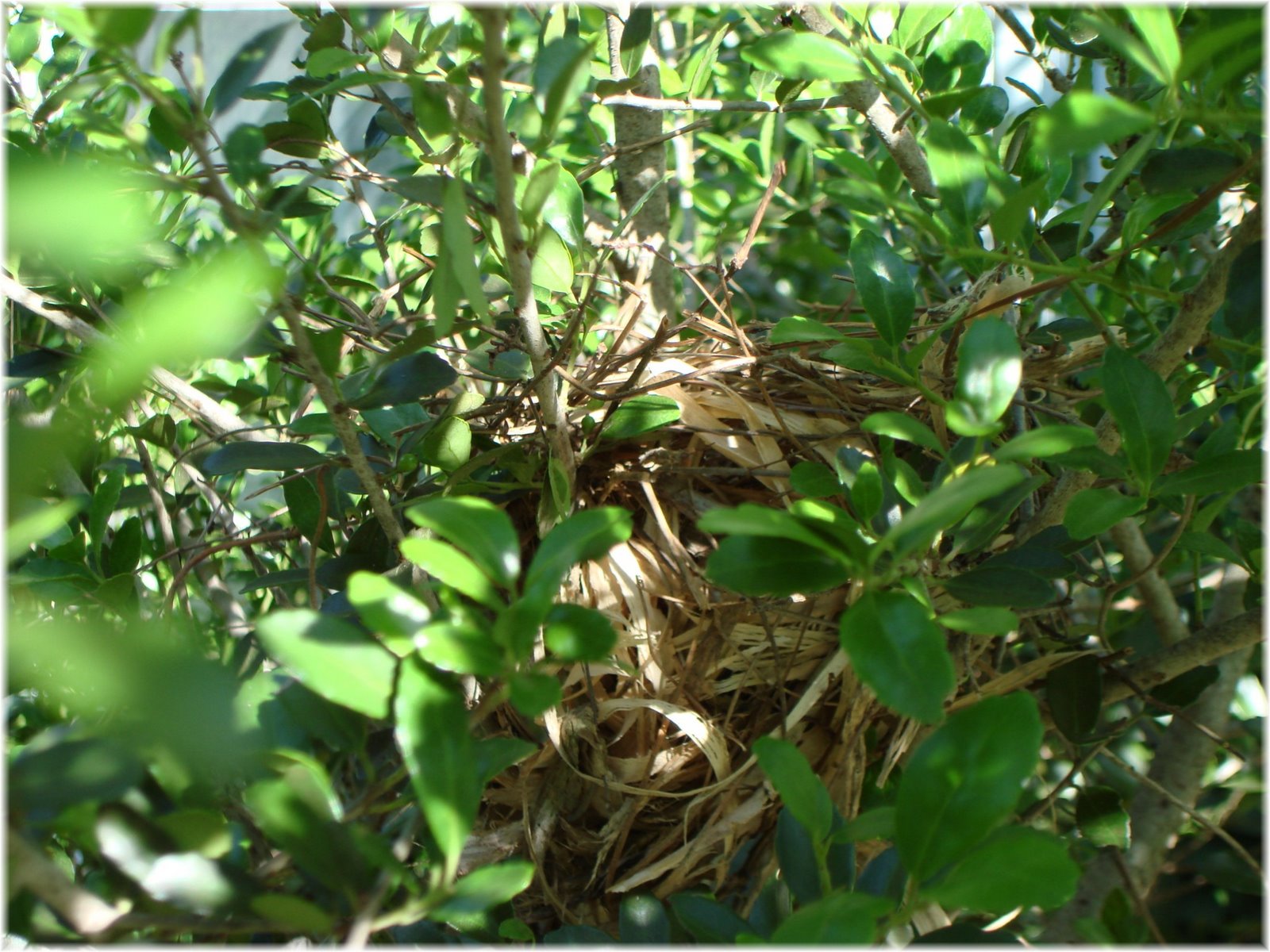 [cardinal+nest+003.jpg]
