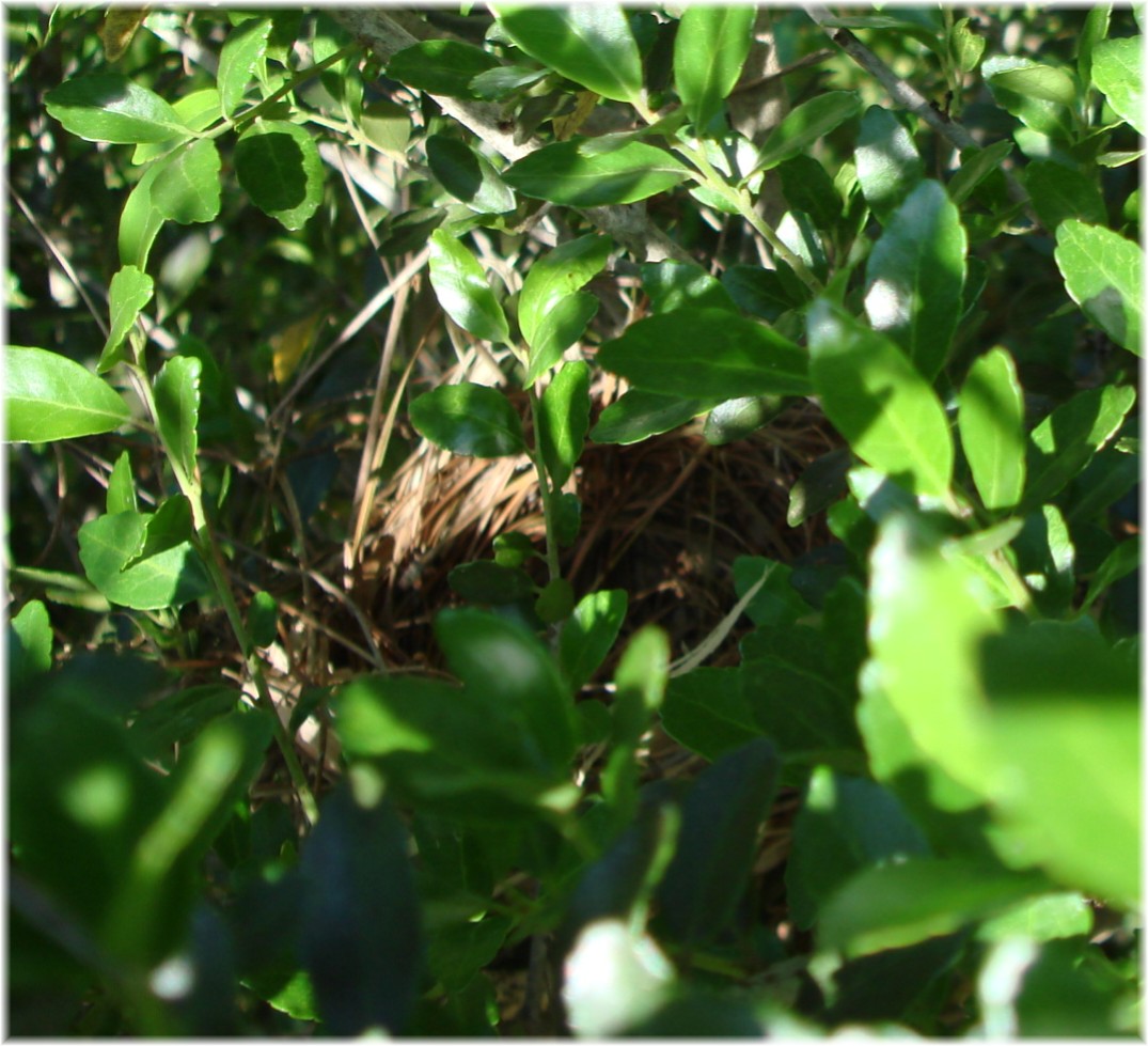 [cardinal+nest+008.jpg]