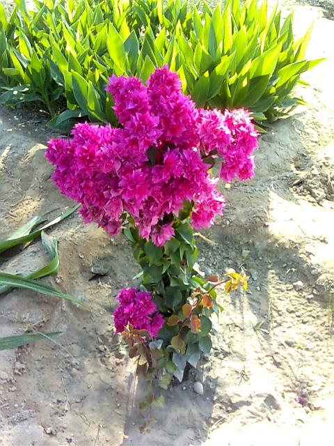 گل کاغذی  Bougainvillea spectabiles