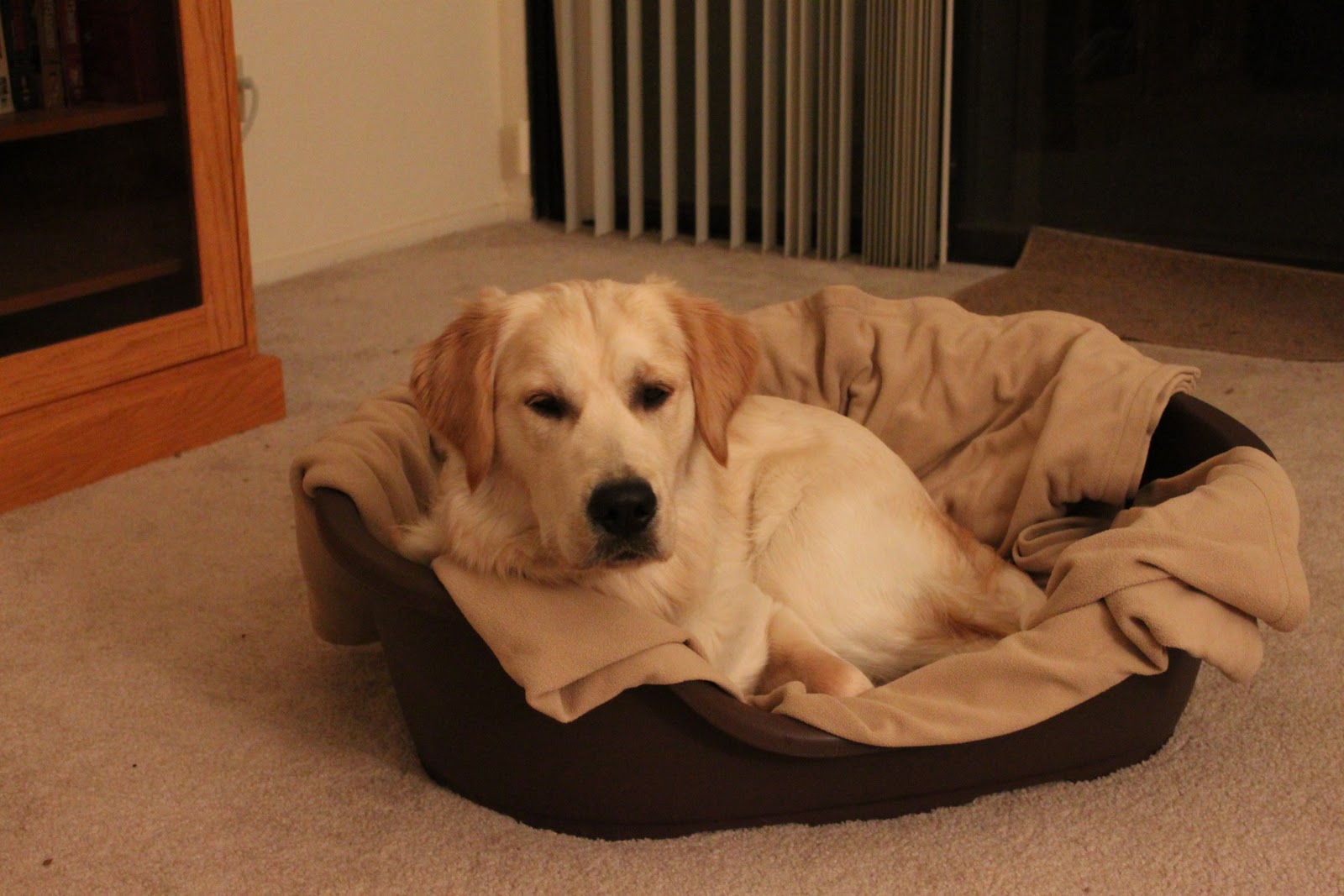 life is golden Perla Bed Finally Arrived!