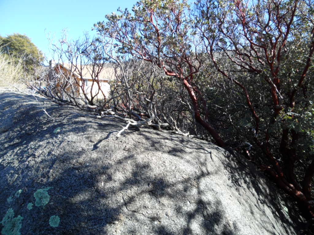 badboulder living Transplanting Manzanita