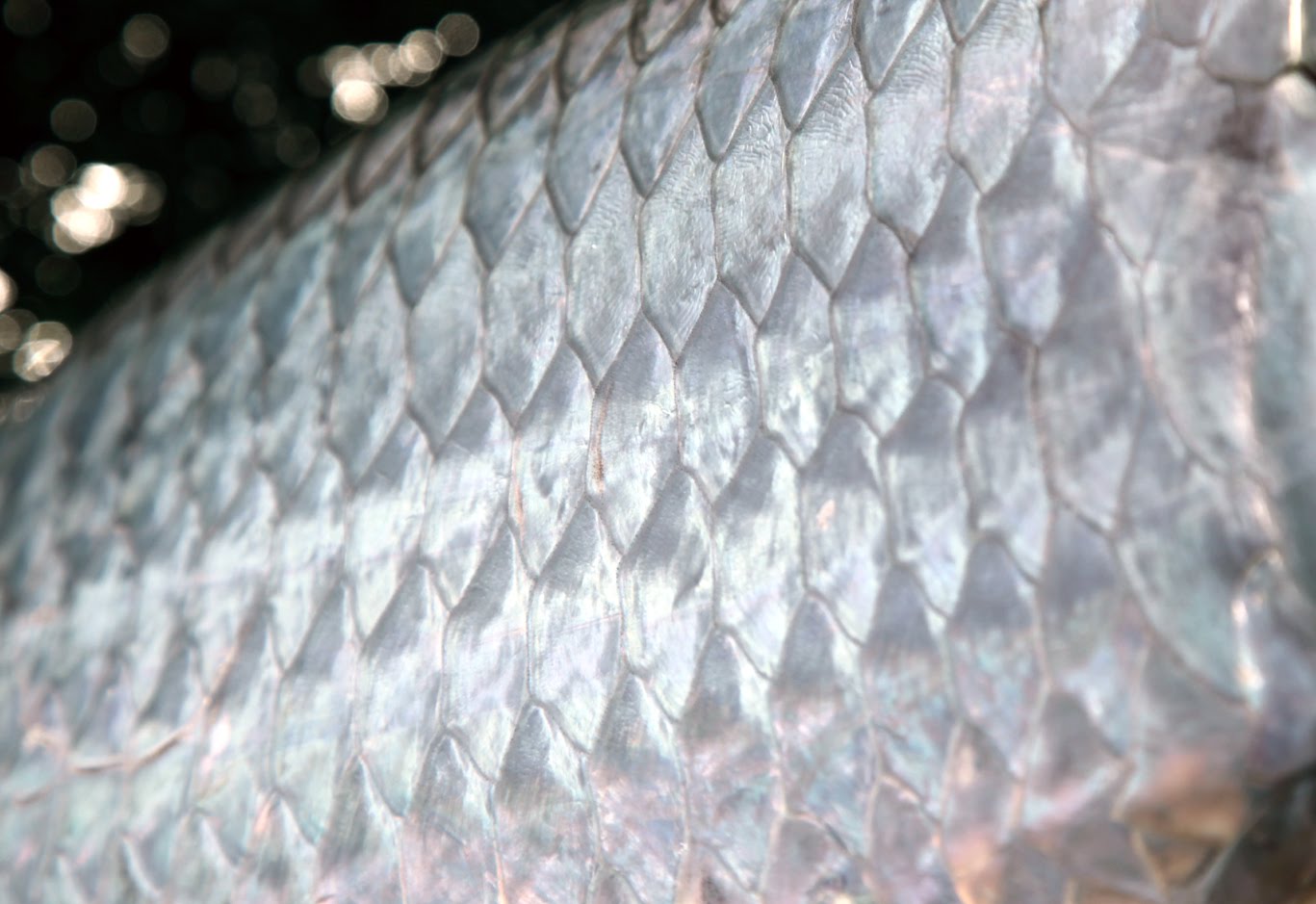 Country Pleasures Fly Fishing Megalops Atlanticus