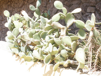 These Strange Prickly Things