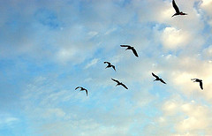 [Birds+by+Randomguru.jpg]