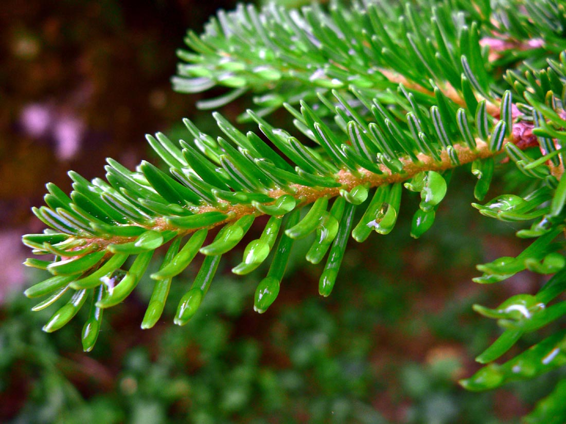 Á R B O L E S (T R E E S) y P A L M E R A S (P A L M S): Abies alba ...