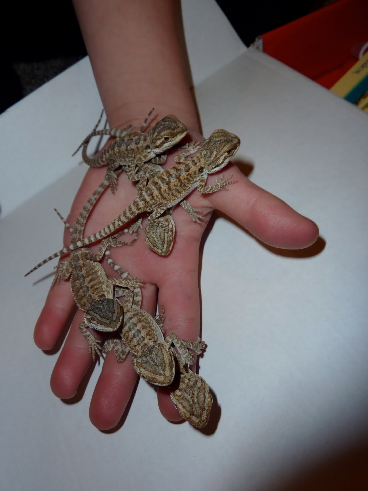 black-spots-on-bearded-dragon-belly-2.jpg
